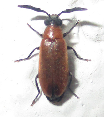 Physciolagria singularicornis