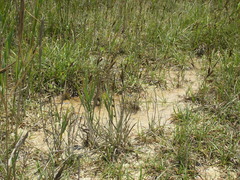 Carex flacca serrulata