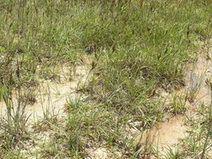 Carex flacca serrulata