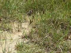 Carex flacca serrulata