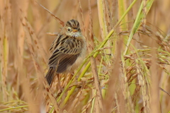 Cisticola juncidis