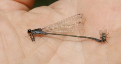 Pseudagrion commoniae