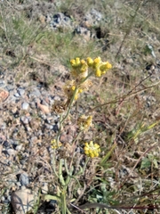 Pseudognaphalium hypoleucum
