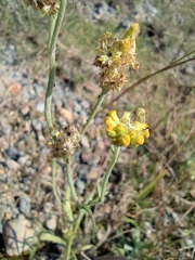 Pseudognaphalium hypoleucum