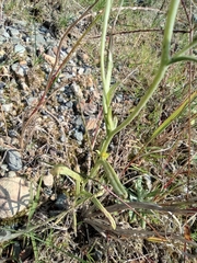 Pseudognaphalium hypoleucum