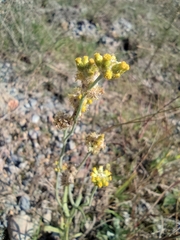 Pseudognaphalium hypoleucum
