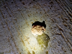 Sphaerotheca breviceps