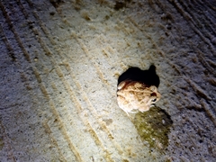 Sphaerotheca breviceps