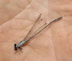 Pseudagrion kersteni