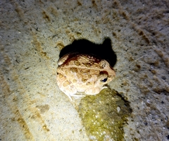 Sphaerotheca breviceps