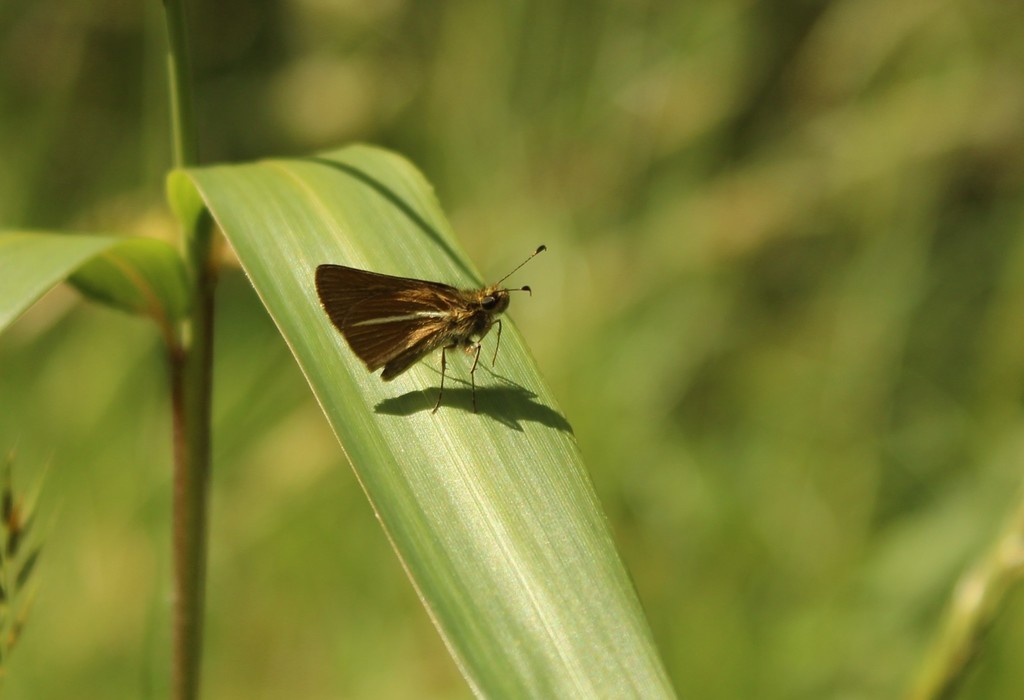 Parphorus paramus