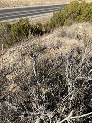 Ephedra antisyphilitica