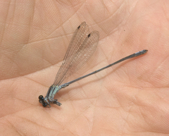 Pseudagrion kersteni