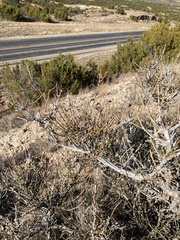 Ephedra antisyphilitica
