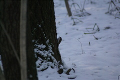 Certhia familiaris