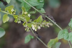 Osyridicarpos schimperianus