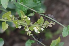 Osyridicarpos schimperianus
