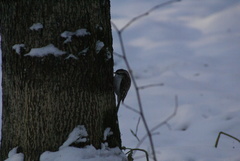 Certhia familiaris
