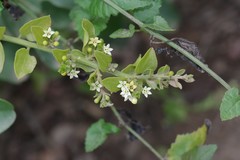 Osyridicarpos schimperianus