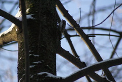 Certhia familiaris