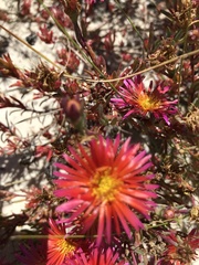 Lampranthus glaucoides