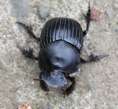 Homocopris torulosus