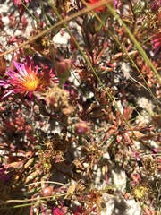 Lampranthus glaucoides