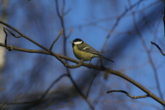 Parus major