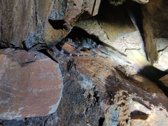 Hemidactylus whitakeri