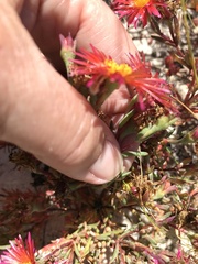 Lampranthus glaucoides