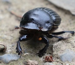 Homocopris torulosus