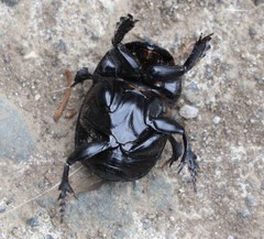 Homocopris torulosus