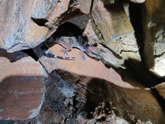 Hemidactylus whitakeri