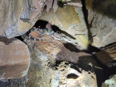 Hemidactylus whitakeri