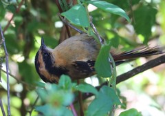 Aphrastura spinicauda fulva