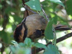 Aphrastura spinicauda fulva