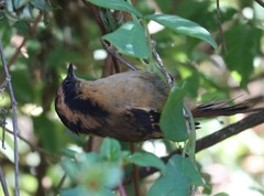 Aphrastura spinicauda fulva