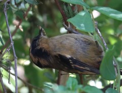 Aphrastura spinicauda fulva