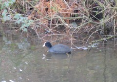 Fulica atra