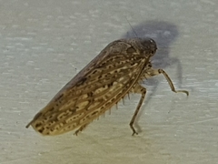 Curtara