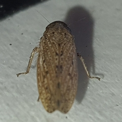 Curtara