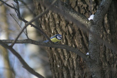 Cyanistes caeruleus