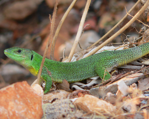 Balkan Green Lizard, Sukošan, Croatia, photo 7 of 10