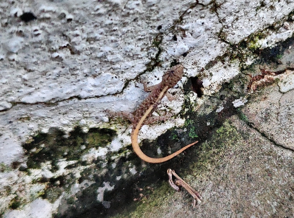 Golden-Banded Dwarf Gecko