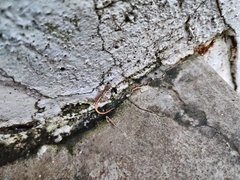 Cnemaspis bangara