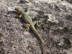 Oplurus quadrimaculatus