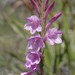 Watsonia knysnana - Photo (c) Craig Peter, algunos derechos reservados (CC BY-NC)