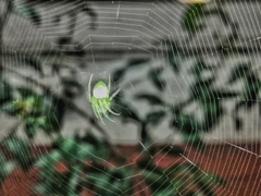 Araneus uniformis