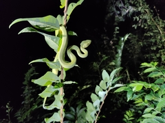 Craspedocephalus gramineus