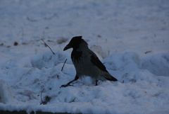 Corvus cornix